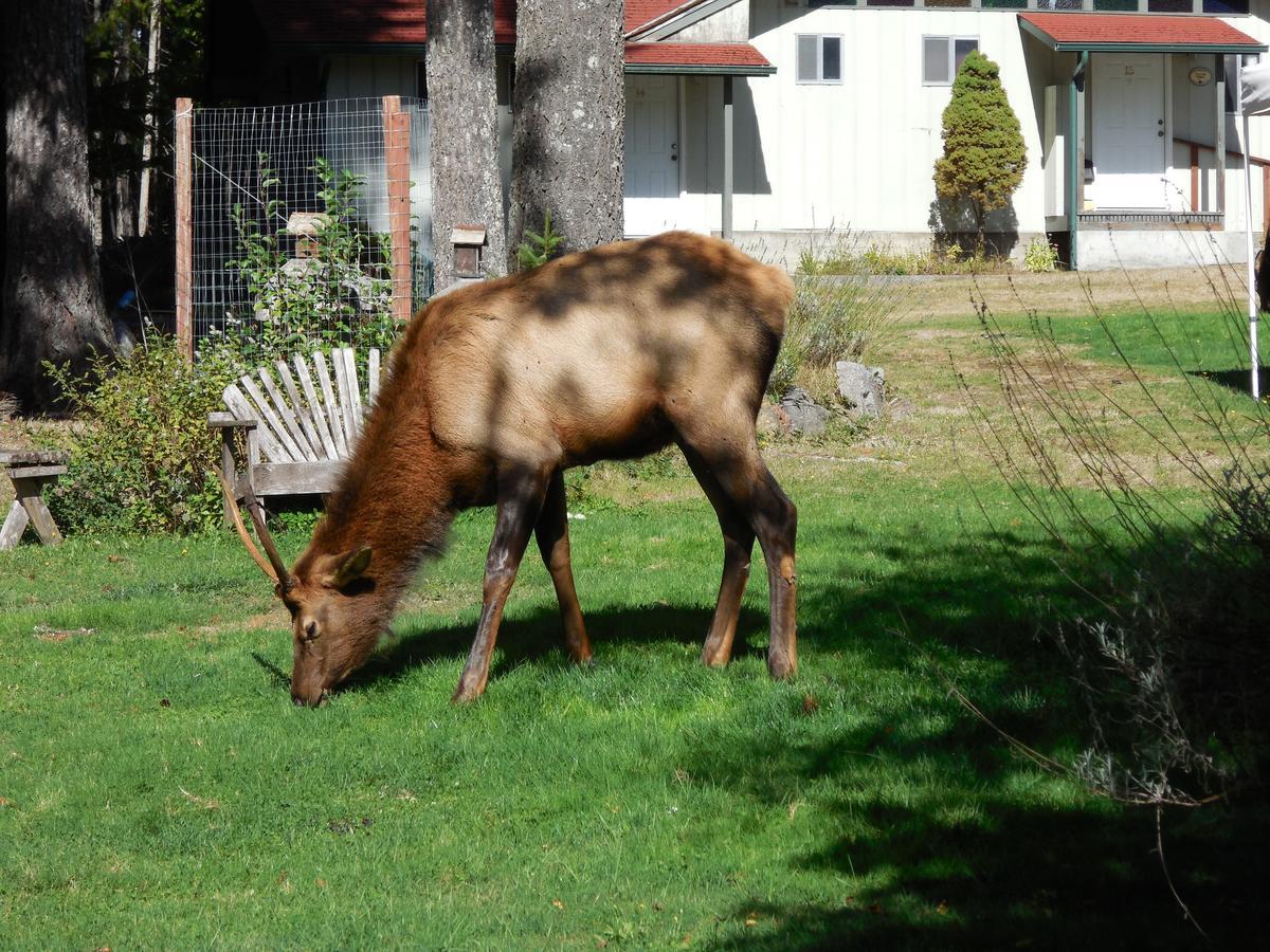Mountain View Lodge - No Pets Allowed Packwood Extérieur photo