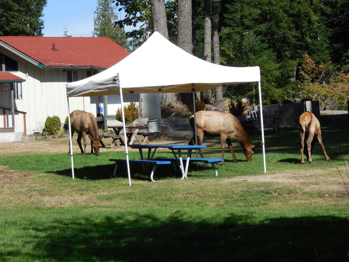 Mountain View Lodge - No Pets Allowed Packwood Extérieur photo